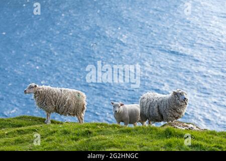 Pecore sulle scogliere nella riserva naturale di Hermaness, Isola di Unst, Scozia, Isole Shetland Foto Stock