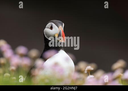 Atlantic Puffin, Isola di Noss, Scozia, Isole Shetland Foto Stock