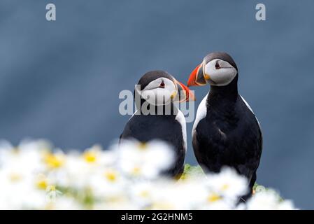 Coppia di Puffin dell'Atlantico a Sumburgh Head, Scozia, Isole Shetland Foto Stock