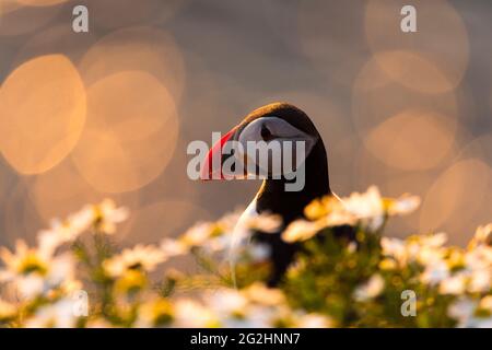 Puffin a Sumburgh Head, luce serale, Scozia, Isole Shetland Foto Stock