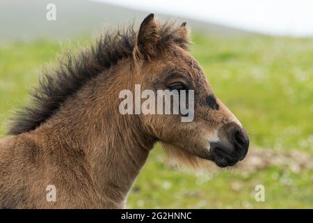 Shetland pony Foal, Mainland, Sumburgh, Scozia, Shetland Islands Foto Stock