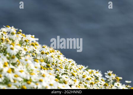 Fiori di camomilla a Sumburgh Head, Scozia, Shetland Islands Foto Stock