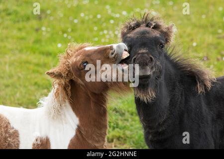 Shetland pony Foal, Mainland, Sumburgh, Scozia, Shetland Islands Foto Stock