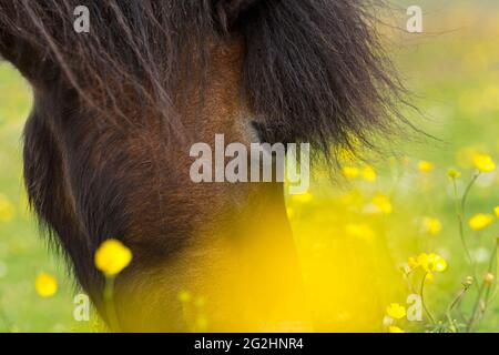 Pascolo pony Shetland, prato con coppa di farfalle fiorite, Isola di Unst, Scozia, Isole Shetland Foto Stock