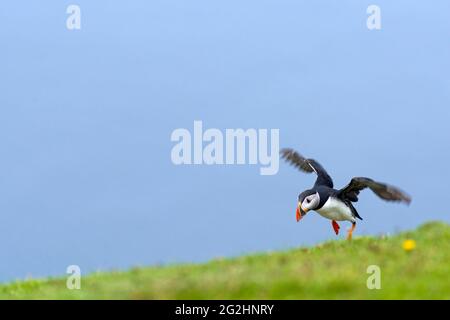 Atlantic Puffin, Hermaness Nature Reserve, Isola di Unst, Scozia, Isole Shetland Foto Stock