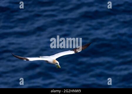 Gannet settentrionale sul mare, Isola di Noss, Scozia, Isole Shetland Foto Stock