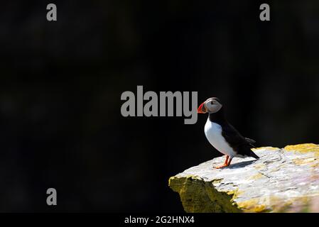 Puffin sulle scogliere dell'Isola di Noss, Scozia, Isole Shetland Foto Stock