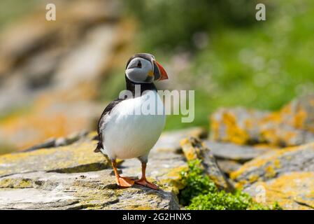 Atlantic Puffin, Isola di Noss, Scozia, Isole Shetland Foto Stock