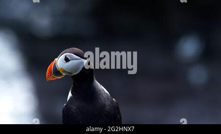 Atlantic Puffin, Isola di Noss, Scozia, Isole Shetland Foto Stock