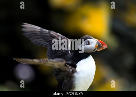 Atlantic Puffin, Isola di Noss, Scozia, Isole Shetland Foto Stock