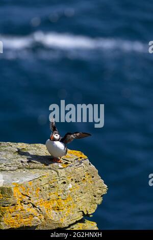 Puffin sulle scogliere dell'Isola di Noss, Scozia, Isole Shetland Foto Stock