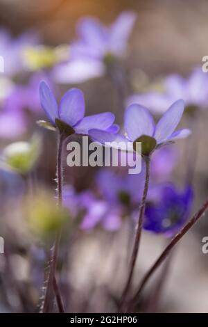 Anemone epatica, (Hepatica nobilis), epatica comune, kidneywort, liverwort, Pennywort, pianta fiorente, Finlandia Foto Stock