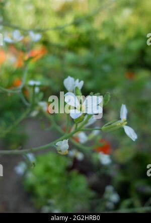 Fiore di rafano (Raphanus sativus) Foto Stock