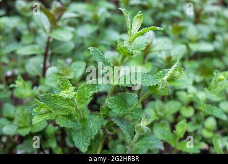 Zecca di fragole (specie Mmentha) Foto Stock