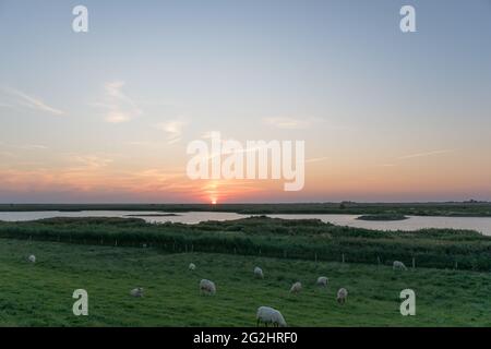 Pecore al bellissimo tramonto sulla spiaggia nord. Foto Stock