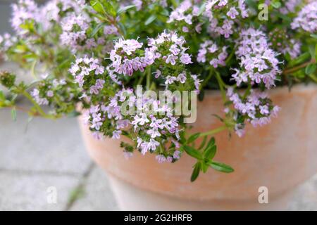 Saporito in fiore (Satureja hortensis) in una pentola Foto Stock