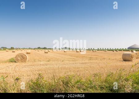 Balle di paglia in autunno dopo l'haymaking. Foto Stock