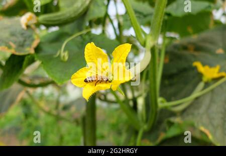 Cetriolo (Cucumis sativus), fioritura con ape di miele (Apis mellifera) Foto Stock