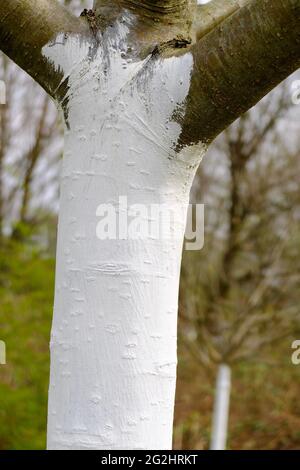 Albero di frutta con un tronco dipinto di bianco Foto Stock