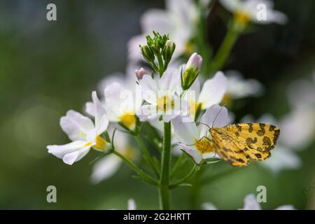 Piume d'acqua, Hottonia palustris, pianta acquatica 2021 Foto Stock