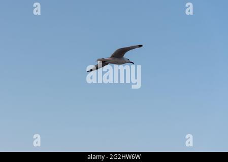 Seagull sulla spiaggia di Ses Illetes sull'isola di Formentera in Spagna Foto Stock