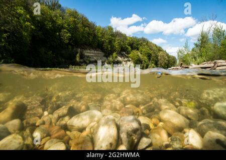 Vita nel ruscello e stagno Foto Stock