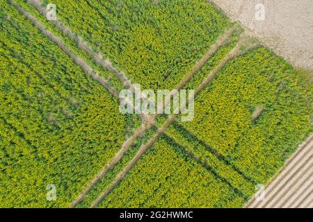 Un campo di colza dalla vista dell'uccello. Foto Stock