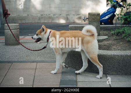 Dog walker falcate con il suo animale al guinzaglio mentre passeggiate alla pavimentazione stradale Foto Stock