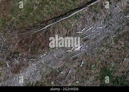 Foresta malata e alberi tagliati nel Taunus Foto Stock