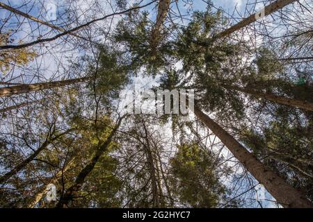 Foresta, cime degli alberi Foto Stock