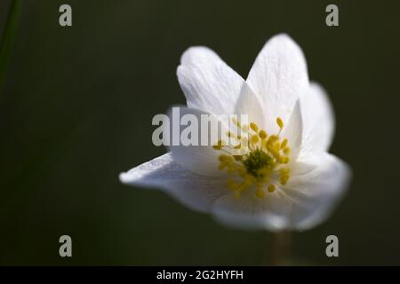 Primo piano di Anemonoides nemorosa, Anemone nemorosa, anemone in legno, sfondo nero Foto Stock