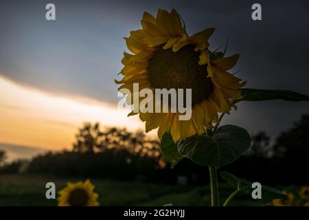 Girasoli, fiori di girasole nella luce della sera, campo di girasoli, Schleswig-Holstein. Foto Stock