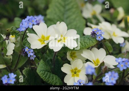 Primula vulgaris e Myosotis sylvatica in giardino. Primrose e dimenticare Me Nots. Foto Stock