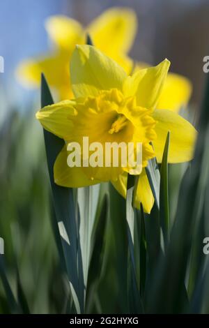 Primo piano di Daffodils, fiori gialli, sfondo sfocato Foto Stock