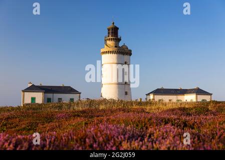 Le rigido faro, erica fiorente, luce serale, Île d'Ouessant Francia, Bretagna, Dipartimento del Finistère Foto Stock