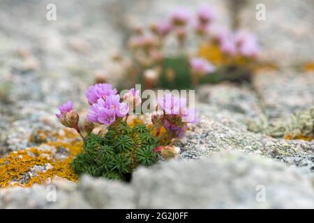 Garofani e lichene arancio su una roccia, Île d´Ouessant, Francia, Bretagna, dipartimento del Finistère Foto Stock