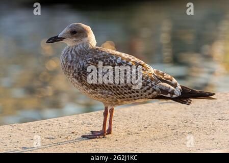 Seagull nel porto di le Palais, luce serale, Belle-Ile-en-Mer, Francia, Bretagna, Reparto Morbihan Foto Stock