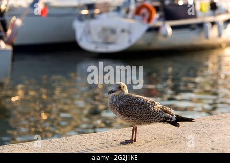 Seagull nel porto di le Palais, luce serale, Belle-Ile-en-Mer, Francia, Bretagna, Reparto Morbihan Foto Stock