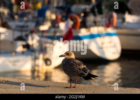 Seagull nel porto di le Palais, luce serale, Belle-Ile-en-Mer, Francia, Bretagna, Reparto Morbihan Foto Stock