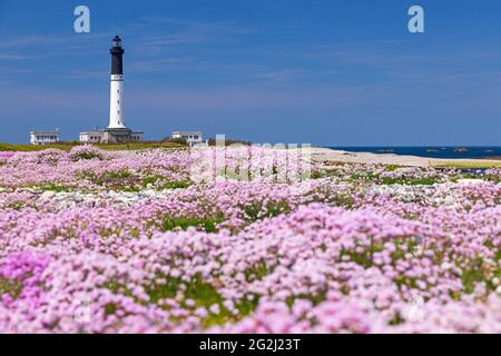 Île de Sein, tappeto di garofani in fiore al faro "Grand Phare de l´Île de Sein", Francia, Bretagna, dipartimento del Finistère Foto Stock