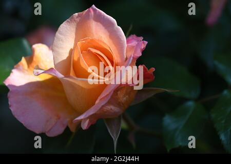 Heilpflanze Rose - rosa - mit herrlicher zart orangRosenblüte als Zeichen der Liebe und Freundschaft und war Grundstock der europäischen Gartenkultur, Foto Stock