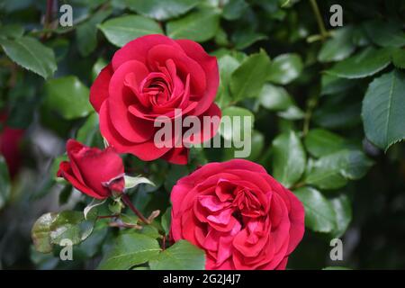 Heilpflanze Rose - rosa - mit herrlicher roter Rosenblüte als Zeichen der Liebe und Freundschaft - Grundstock der europäischen Gartenkultur, Heilpflan Foto Stock