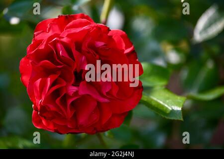 Heilpflanze Rose - rosa - mit herrlicher roter Rosenblüte als Zeichen der Liebe und Freundschaft - Grundstock der europäischen Gartenkultur, Heilpflan Foto Stock