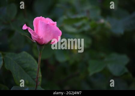 Heilpflanze Rose - Rosenblüte mit herrlicher rosafarbener alls Zeichen der Liebe und Freundschaft Foto Stock