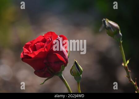 Heilpflanze Rose - rosa - mit herrlicher roter Rosenblüte als Zeichen der Liebe und Freundschaft - Grundstock der europäischen Gartenkultur, Heilpflan Foto Stock