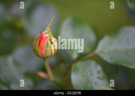 Heilpflanze Rose - rosa - mit herrlicher zart orangRosenblüte als Zeichen der Liebe und Freundschaft und war Grundstock der europäischen Gartenkultur, Foto Stock