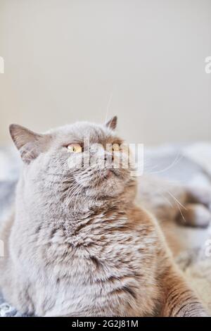 Il gatto grigio shorthair britannico si siede a casa sul letto Foto Stock
