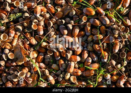 Ghiande sul pavimento della foresta. Foto Stock