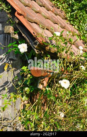 Capanna in legno sovracresciuta da un vigneto, con rose selvatiche, Rosa rugosa. Foto Stock