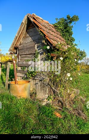 Capanna in legno sovracresciuta da un vigneto, con rose selvatiche, Rosa rugosa. Foto Stock